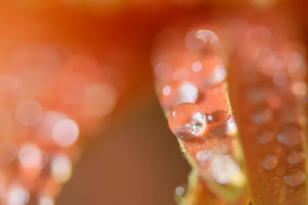 Turuncu Çiçek Yapraklarının Üzerine Damlalarıyla Bokeh Arkaplanı — Stok fotoğraf