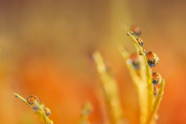 Turuncu Çiçek Yapraklarının Üzerine Damlalarıyla Bokeh Arkaplanı — Stok fotoğraf