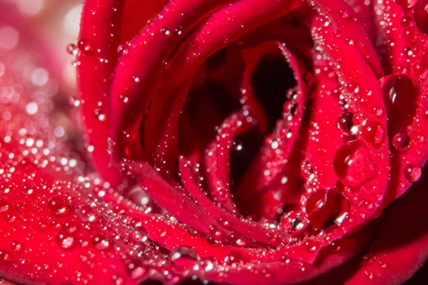 红玫瑰上水滴的宏观背景 — 图库照片