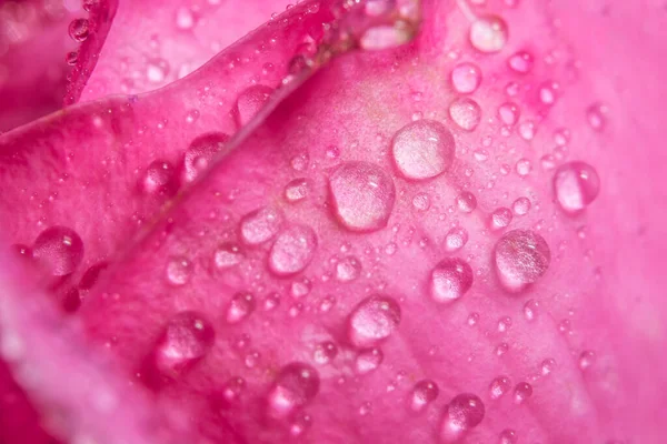 Tło Makro Wody Krople Różowe Płatki — Zdjęcie stockowe