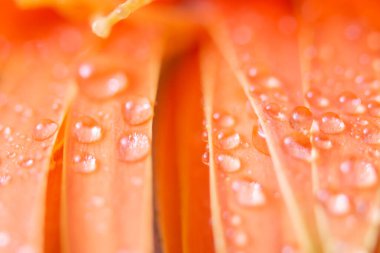 Turuncu çiçek yapraklarının üzerine su damlalarıyla Bokeh arkaplanı