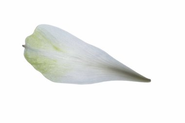 Nilüfer yaprakları, beyaz arka plan