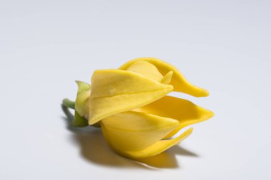 ANNONACEAE çiçekleri beyaz arkaplan