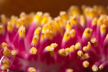 Gülle Ağacı Pembe Çiçek Makrosu