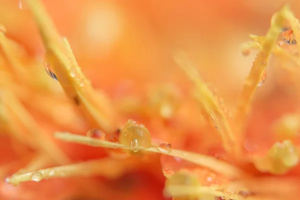 Bokeh Hintergrund Mit Wassertropfen Auf Orangen Blütenblättern — Stockfoto