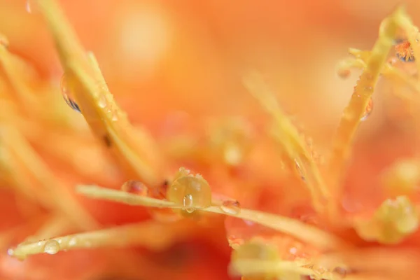 Bokeh Bakgrund Med Vattendroppar Orange Blomma Kronblad — Stockfoto