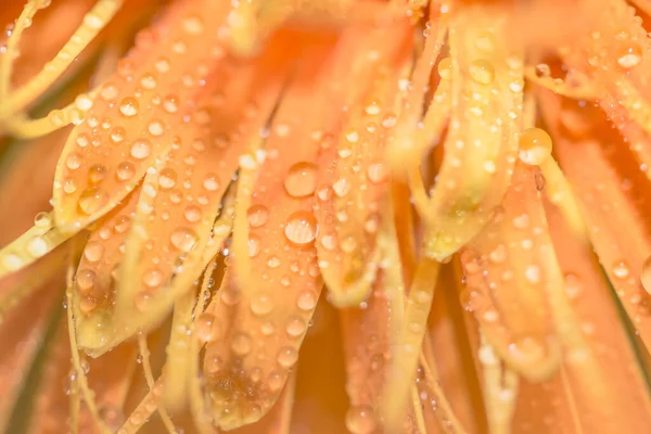 Arrière Plan Macro Gouttes Eau Sur Les Fleurs — Photo