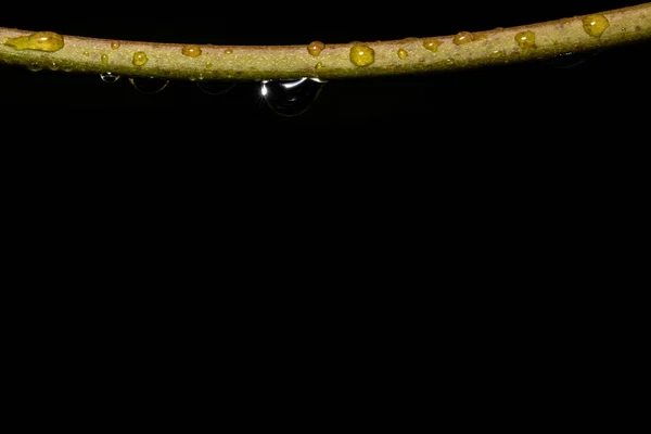 Makro Arkaplan Suyu Bir Dala Düşer — Stok fotoğraf