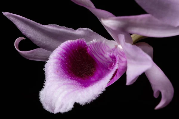 Close Flores Orquídea Rosa — Fotografia de Stock