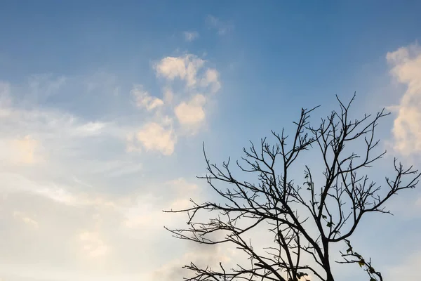 Árvore Seca Com Céu — Fotografia de Stock