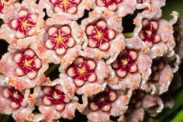 Fundo Hoya Rosa Flor Macro — Fotografia de Stock