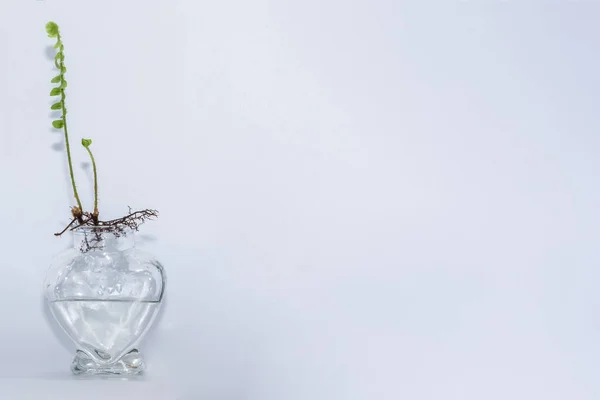 Ferns in clear glass bottle white background