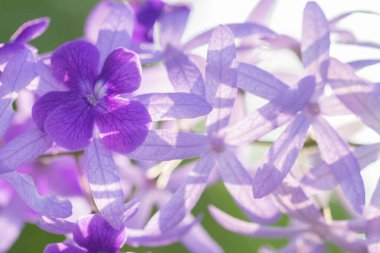 Mor çiçek makro arkaplanı