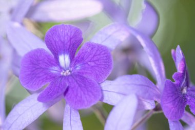 Mor çiçek makro arkaplanı