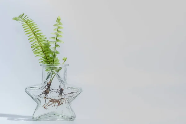 Ferns Clear Glass Bottle White Background — Stock Photo, Image