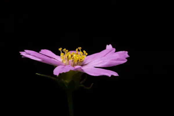 Ροζ Λουλούδι Μακροεντολή Φόντο — Φωτογραφία Αρχείου