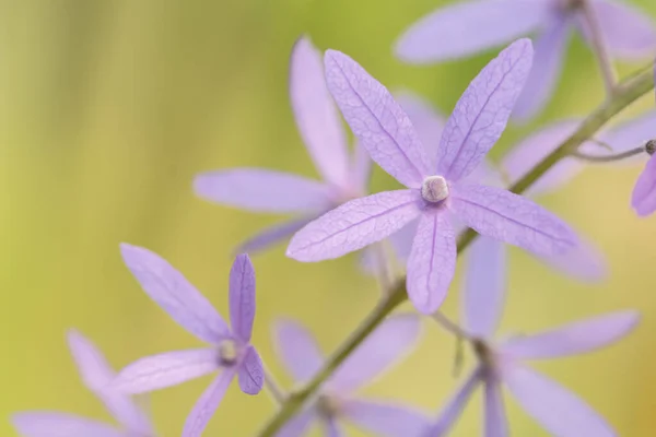 Macro Púrpura Flor Fondo — Foto de Stock