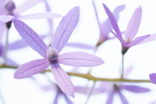 Fondo Macro Flor Púrpura — Foto de Stock