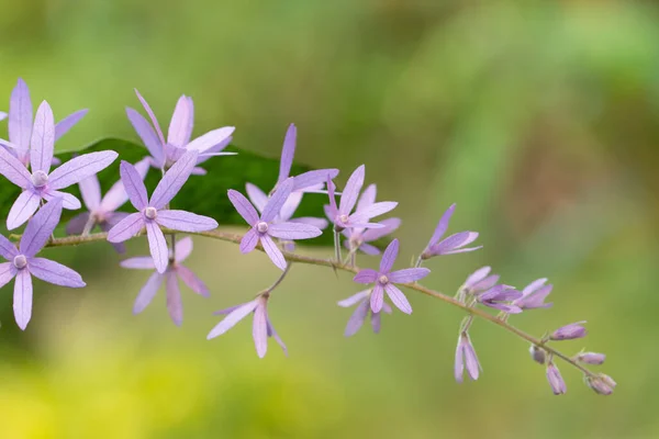Macro Purple Flower Background — Stock Photo, Image
