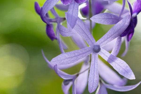 Fondo Macro Flor Púrpura — Foto de Stock