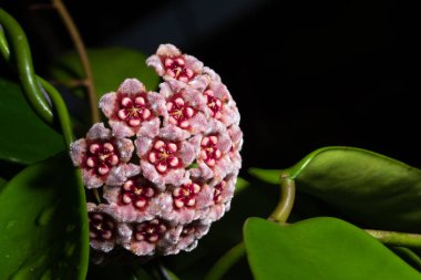 Hoya pembe çiçek makrosu