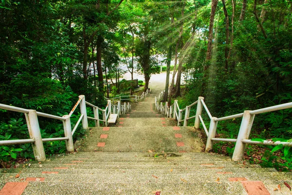 Senderos Naturales Escénicos Bosques —  Fotos de Stock