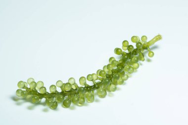 Beyaz arka planda makro yosun üzümleri