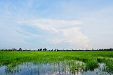 Parlak gökyüzü ile doğal pirinç tarlası manzarası