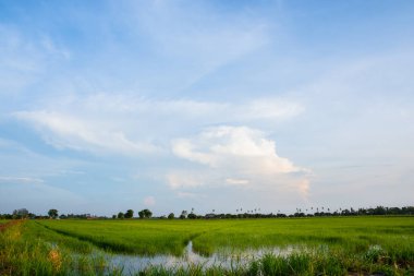 Parlak gökyüzü ile doğal pirinç tarlası manzarası