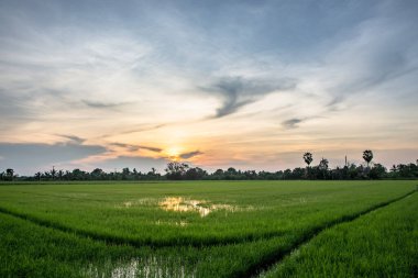 Güneş gökyüzü ile pirinç alanları