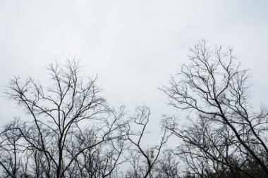 Kurumuş ağaç dallarının arkaplanı gökyüzü ile ölüyor
