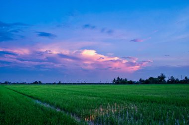 Akşam güneşi pirinç tarlasında