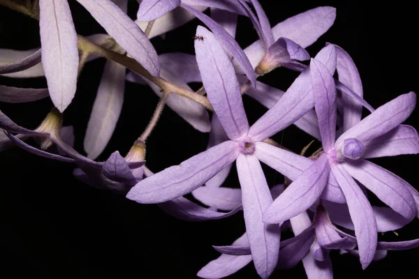 Purple Flower Macro Background — Stock Photo, Image