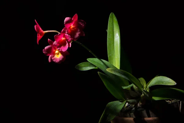 Rote Orchidee Schwarzer Hintergrund — Stockfoto