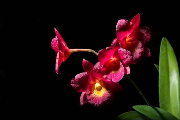 Orchidée Rouge Fond Noir — Photo