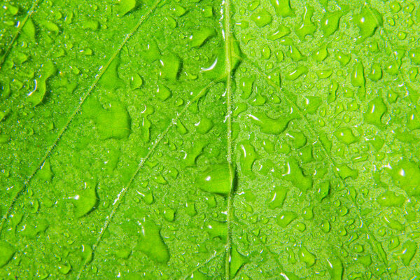 Macro background drops on green leaves
