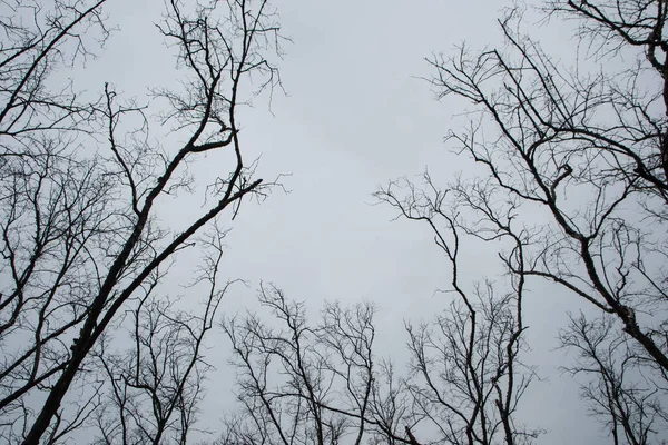 Dött Träd Med Vit Himmel — Stockfoto