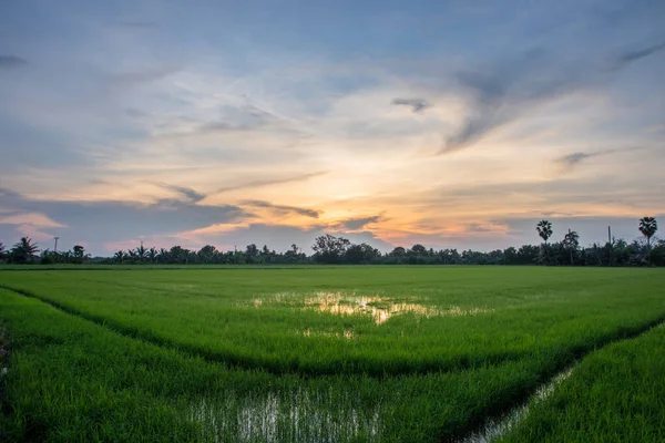 Rice Fields Solar Sky — Stock Photo, Image