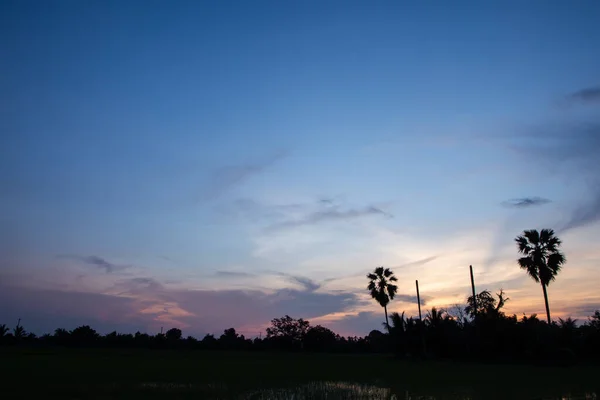 Sol Noite Campo Arroz — Fotografia de Stock