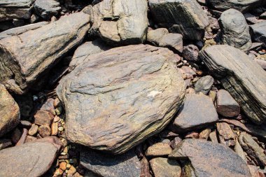 Deniz taşlarına daha yakından bak..