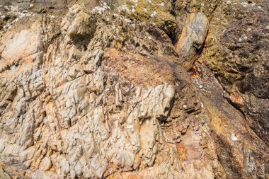 Deniz taşlarına daha yakından bak..