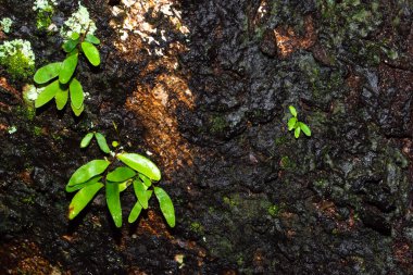Bitki arkaplanı dallara bağlıdır