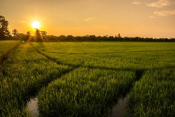 Nascer Sol Campo Arroz — Fotografia de Stock