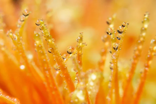 Damlaları Portakal Çiçeği Yapraklarına Düşer — Stok fotoğraf