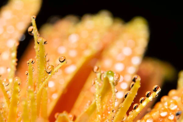 オレンジの花びらに水が落ちる — ストック写真