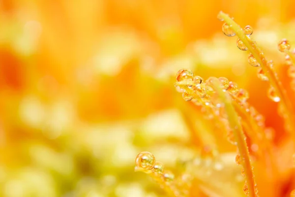 Waterdruppels Oranje Bloemblaadjes — Stockfoto