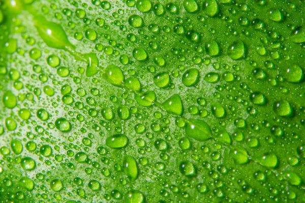 Gotas Fondo Macro Sobre Hojas Verdes — Foto de Stock