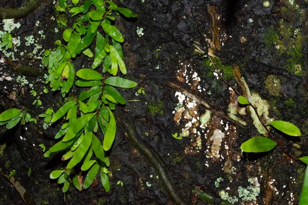 Växtbakgrund Beror Grenarna — Stockfoto