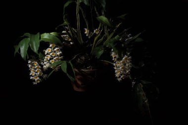 Beyaz orkide makro, siyah arkaplan