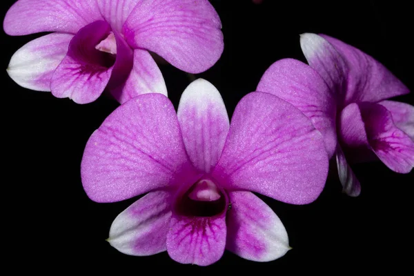 Close Pink Orchid Flowers — Stock Photo, Image